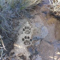 Leopard spoor